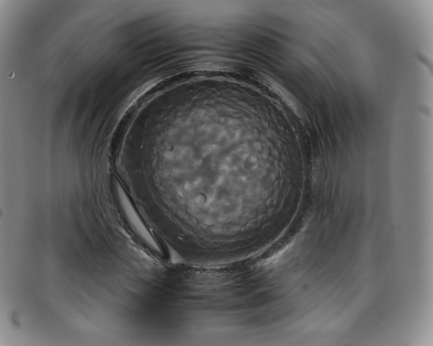 X0000099230829200805011135