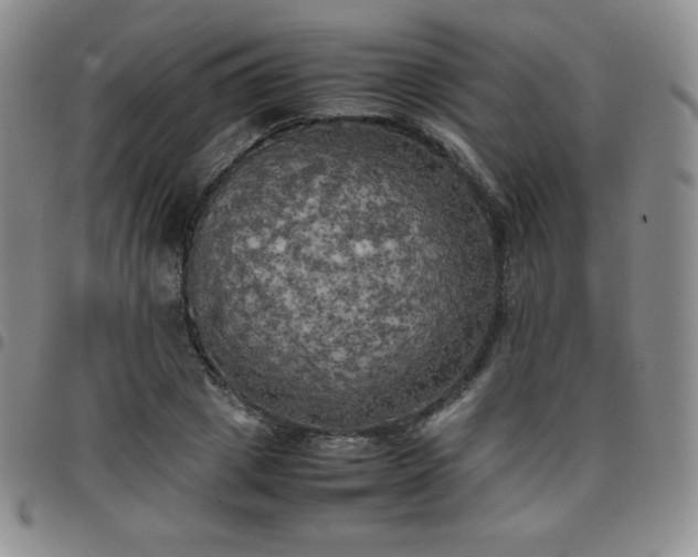 X0000099230833200805011135