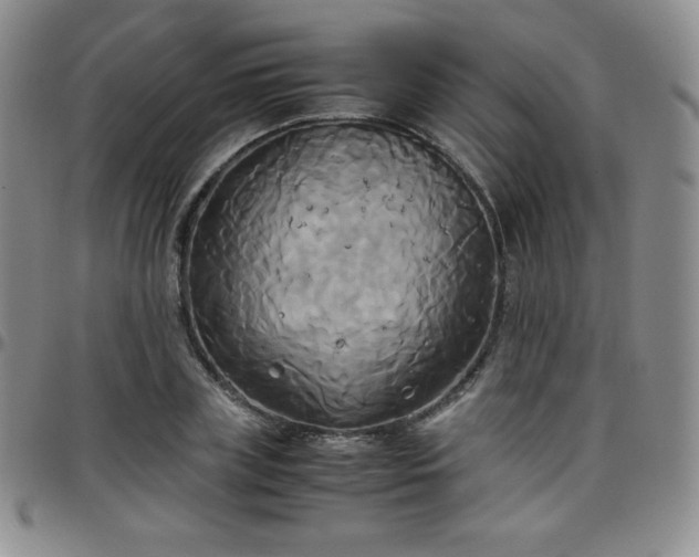 X0000099230835200805011135