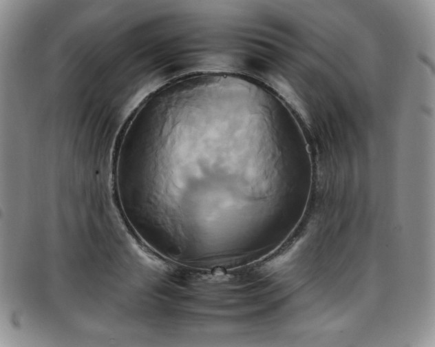 X0000099230845200805011135