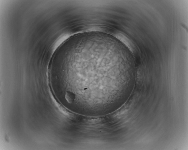 X0000099231047200805011132