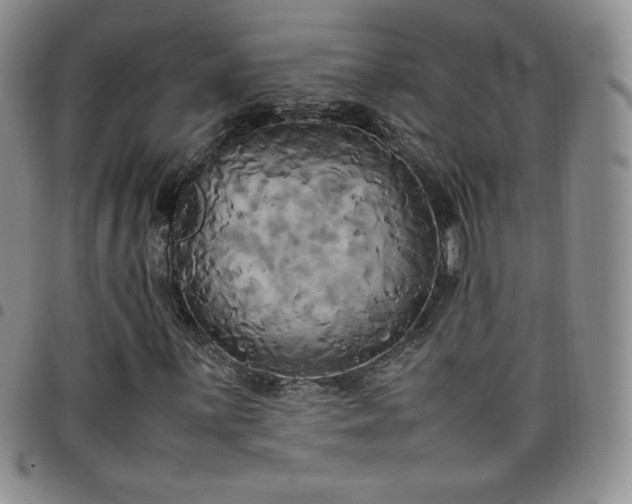 X0000099231059200805011132