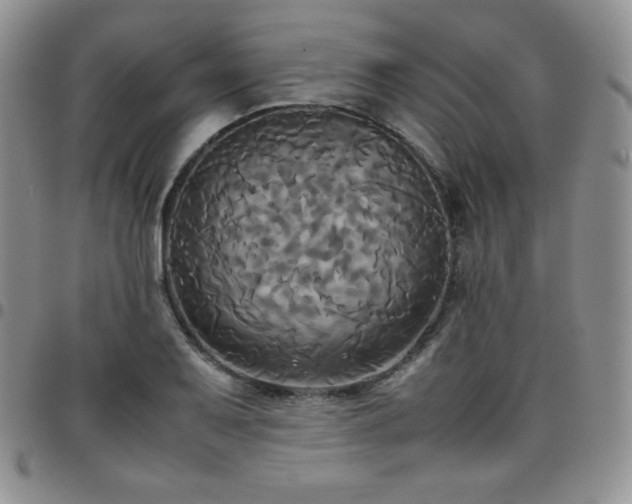 X0000099231079200805011132