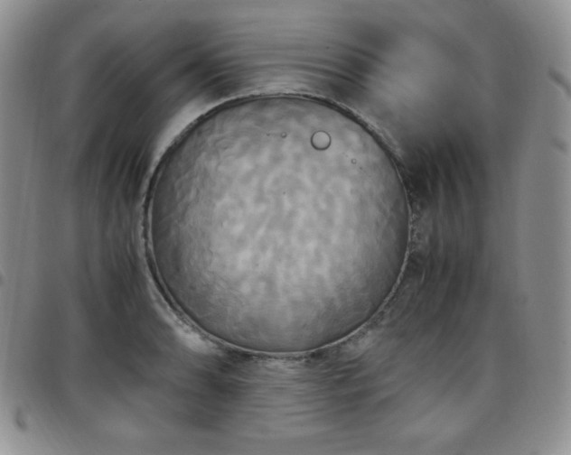 X0000099231086200805011131