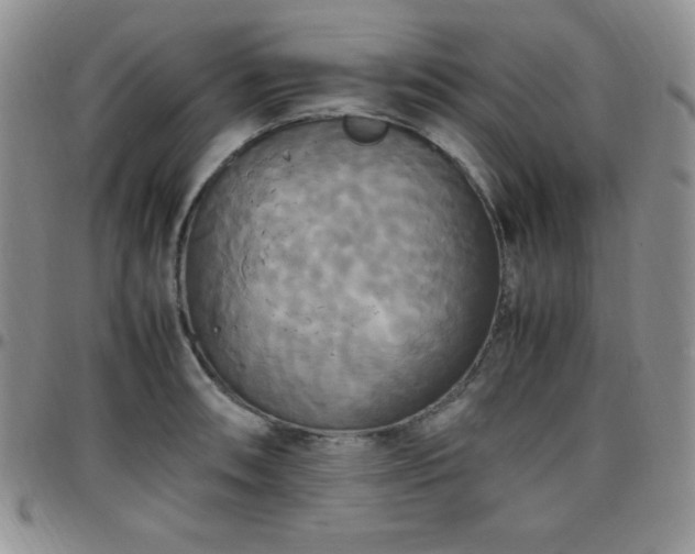 X0000099231090200805011131