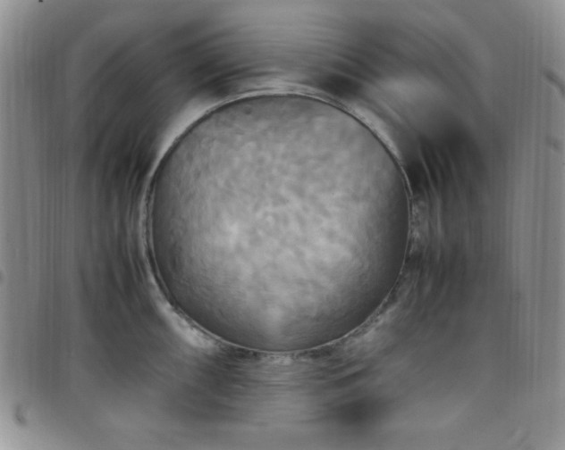 X0000099231098200805011131