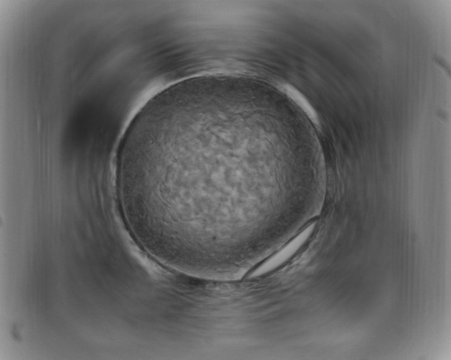 X0000099231099200805011131