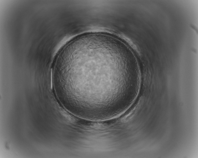 X0000099231175200805011130