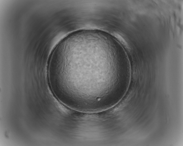 X0000099231183200805011130