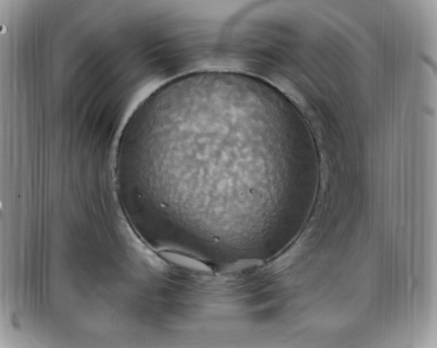 X0000099231248200805011130