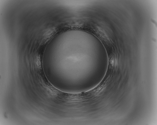 X0000099231252200805011129