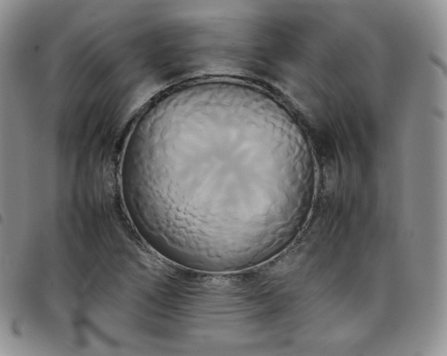 X0000099231266200805011129