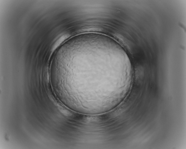 X0000099231274200805011129