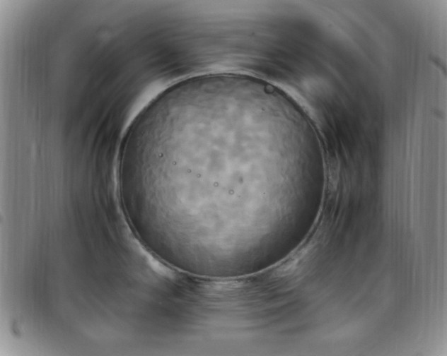 X0000099231294200805011129