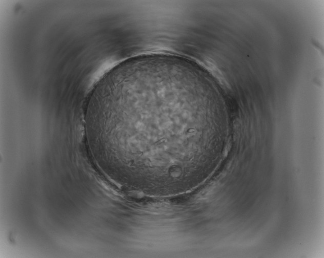 X0000099231363200805011128