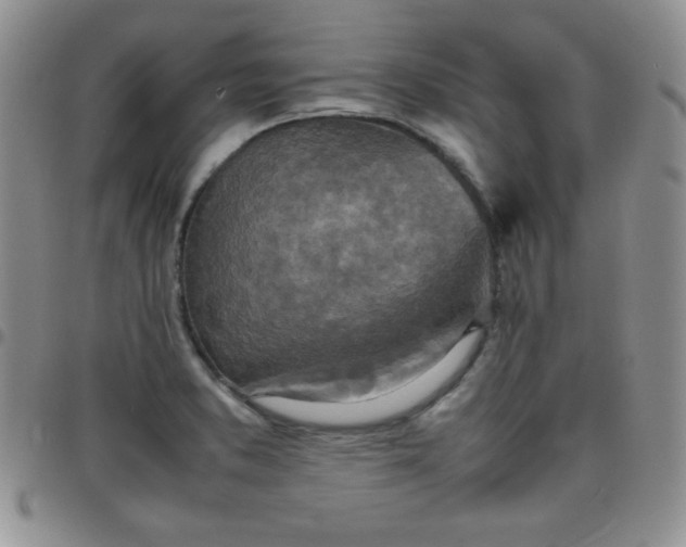 X0000099231373200805011128