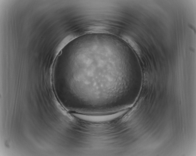 X0000099231386200805011127