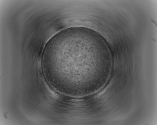 X0000099231513200805011126
