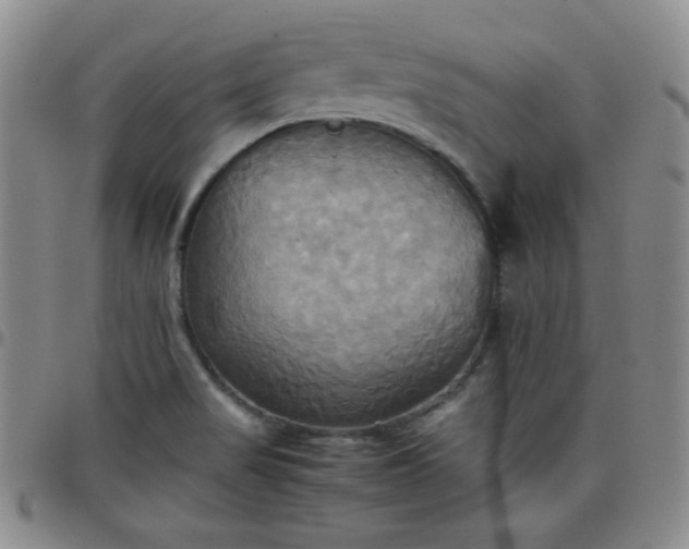 X0000099231517200805011126