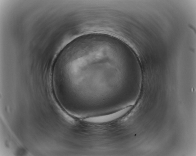 X0000099231525200805011126