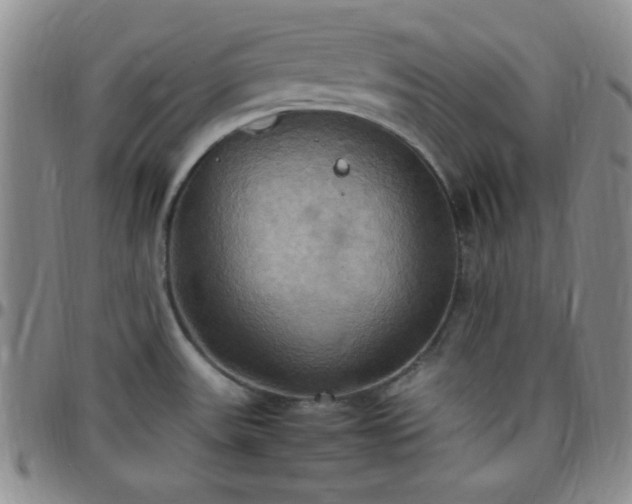 X0000099231531200805011126