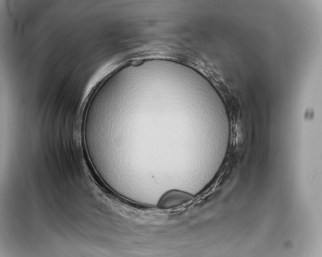 X0000099230004200805081608