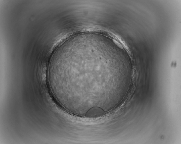 X0000099230010200805081608