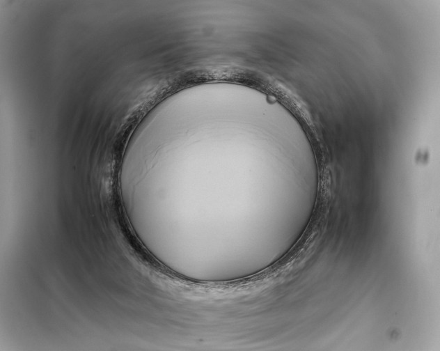 X0000099230018200805081608