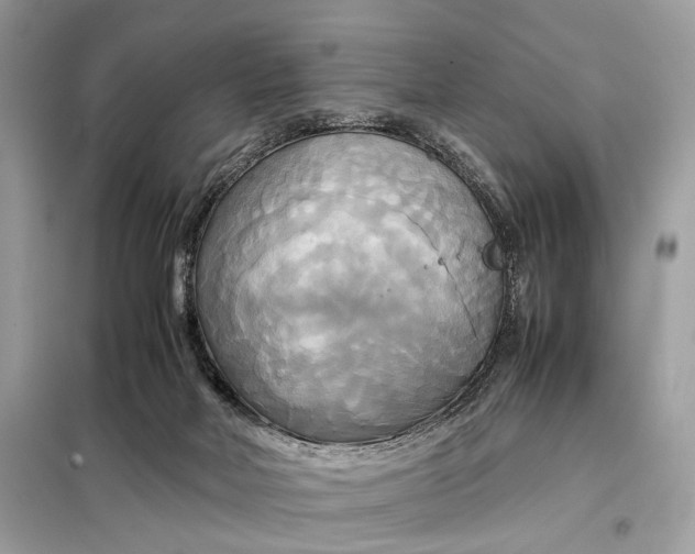 X0000099230026200805081608