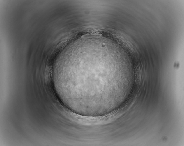 X0000099230034200805081608