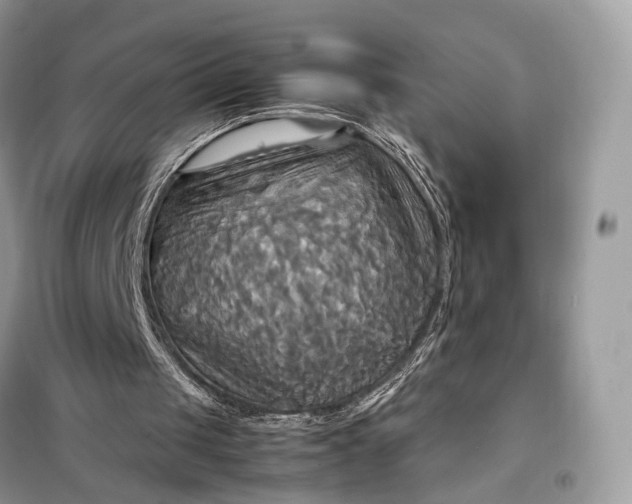 X0000099230049200805081607