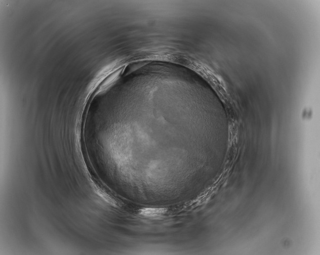 X0000099230051200805081607