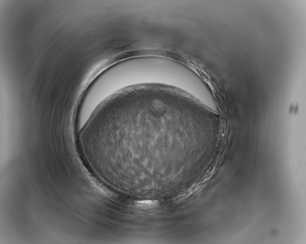 X0000099230053200805081607