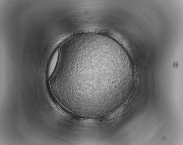 X0000099230058200805081607