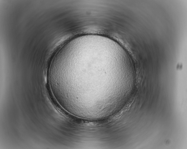 X0000099230062200805081607