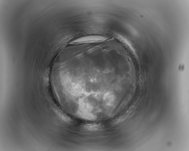 X0000099230065200805081607