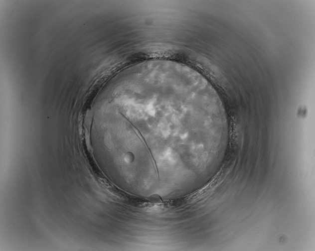 X0000099230074200805081607