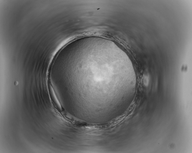 X0000099230100200805081607