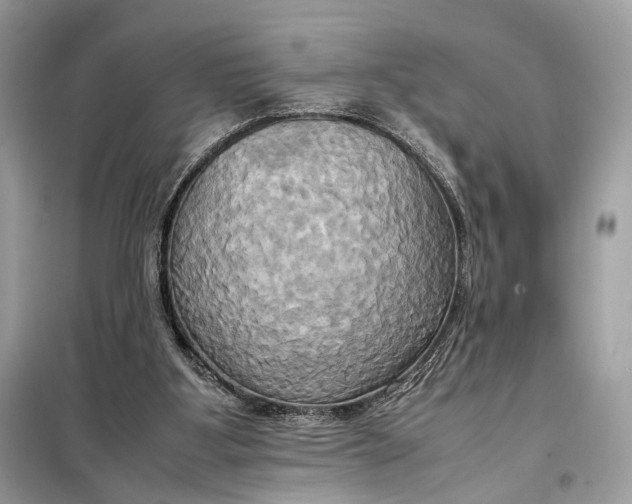 X0000099230107200805081607