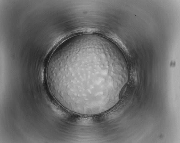 X0000099230110200805081607