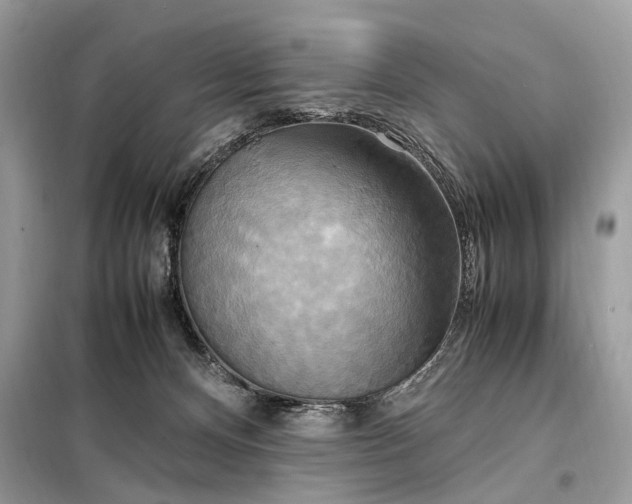 X0000099230128200805081606