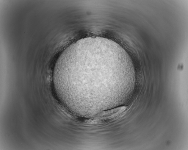 X0000099230135200805081606