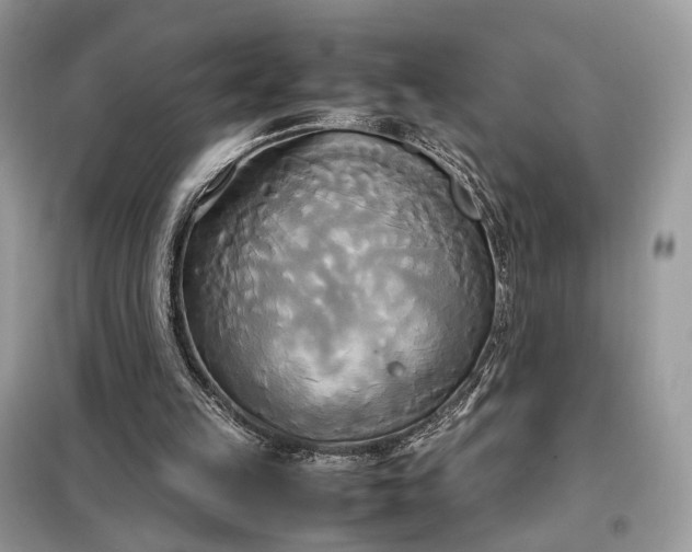 X0000099230149200805081605