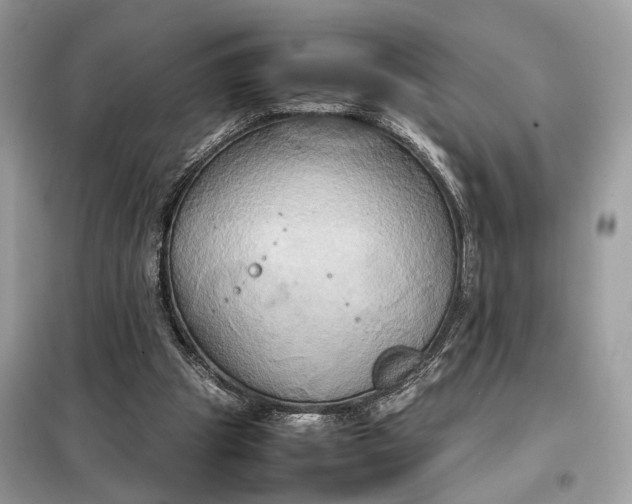 X0000099230153200805081605