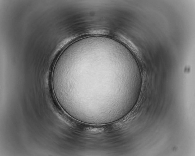 X0000099230155200805081605