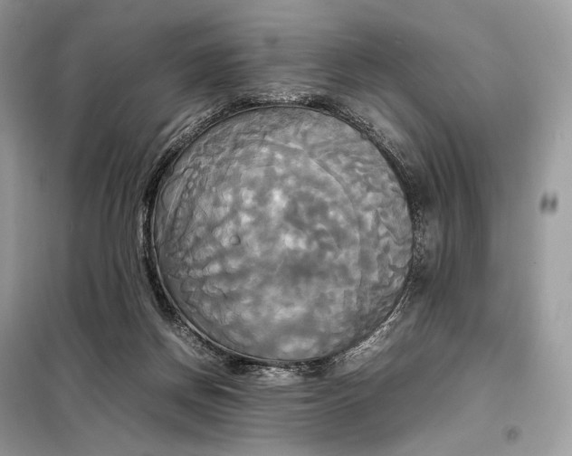 X0000099230166200805081606