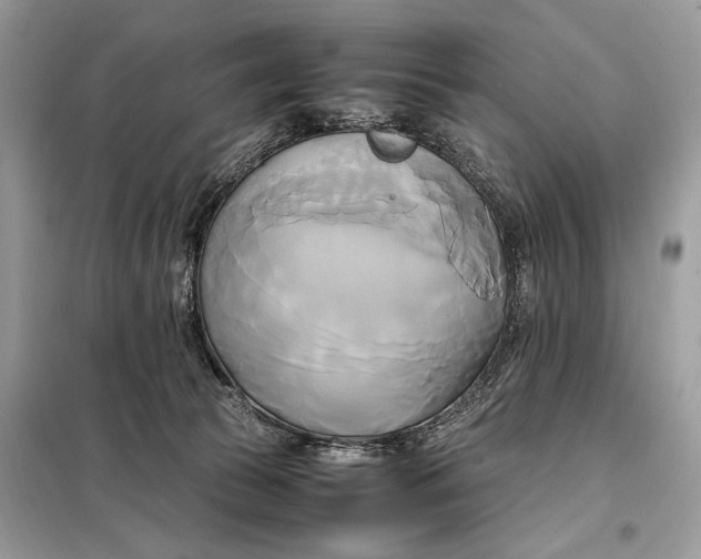 X0000099230177200805081606