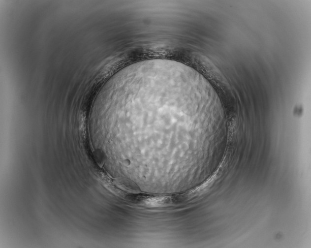 X0000099230178200805081606