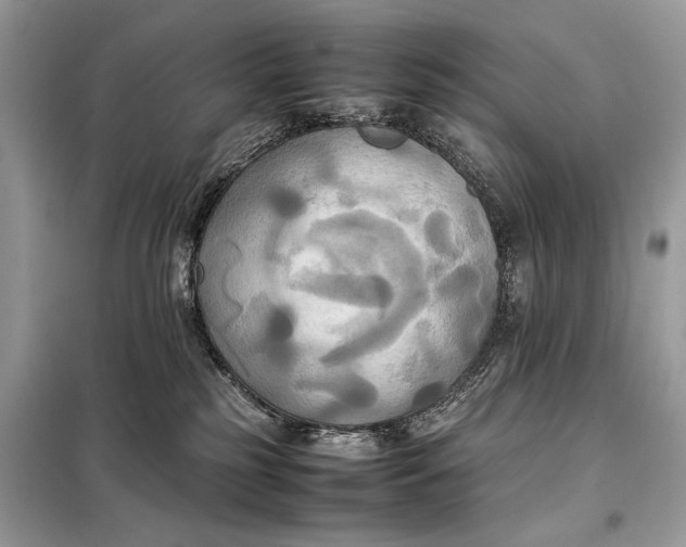 X0000099230185200805081606