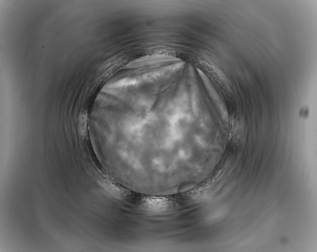 X0000099230189200805081606